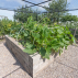 Harrier Walk-In Fruit & Veg Garden Cage