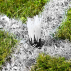 StadiumMax Grass Marking Tufts/Carrots [Pack Of 25]