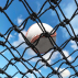 Fortress Short Toss Screen [Nimitz Edition] | Net World Sports