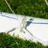 8 x 6 FORZA Match Football Goal Post