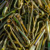 Tennis Net Spring Clips 